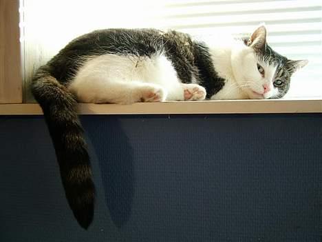 Huskat Safir - Jeg er vist lidt træt billede 2