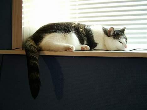 Huskat Safir - Gab billede 3