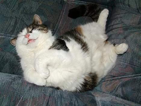 Huskat Safir - Her sover jeg godt billede 4