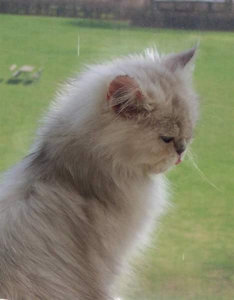 Perser ****NEVA*****¤¤R.I.P¤ billede 13