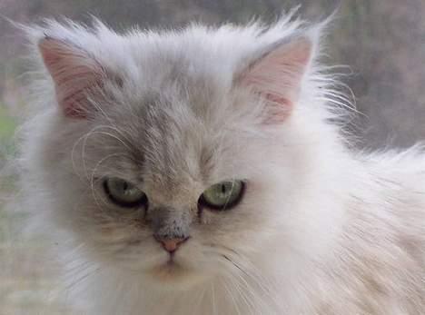 Perser ****NEVA*****¤¤R.I.P¤ billede 14