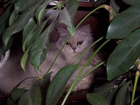 Perser ****NEVA*****¤¤R.I.P¤ billede 15