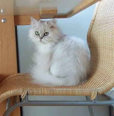 Perser ****NEVA*****¤¤R.I.P¤ billede 16