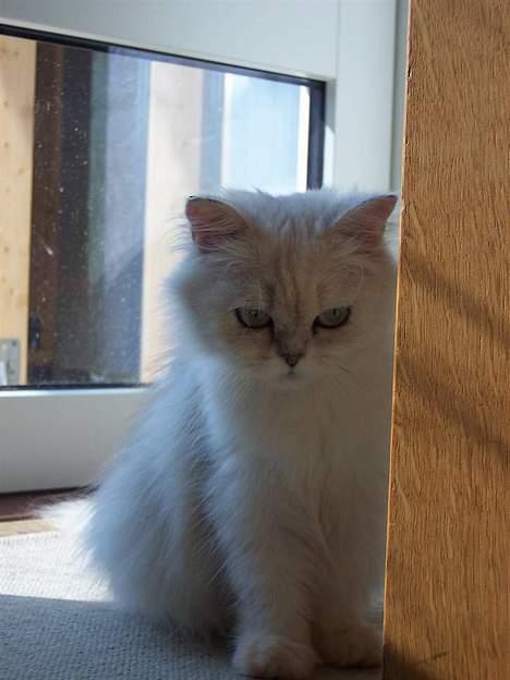 Perser ****NEVA*****¤¤R.I.P¤ billede 17