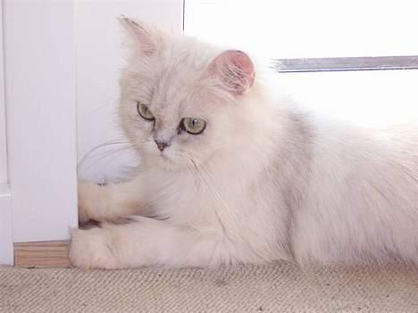 Perser ****NEVA*****¤¤R.I.P¤ billede 18