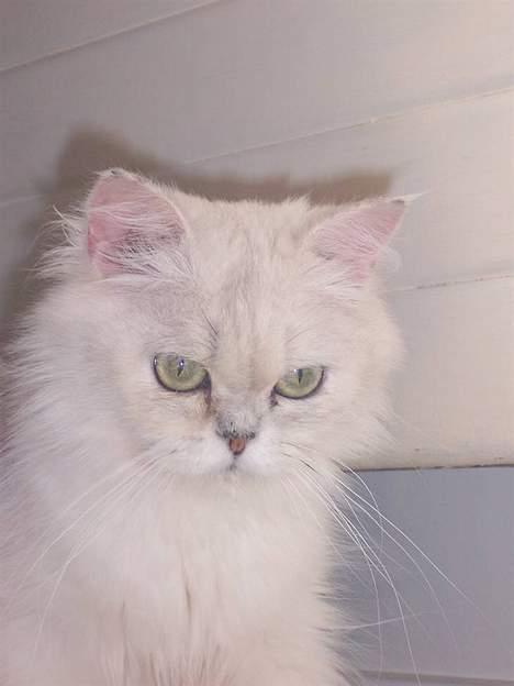 Perser ****NEVA*****¤¤R.I.P¤ billede 19