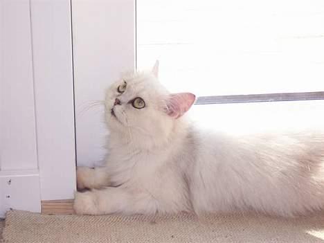 Perser ****NEVA*****¤¤R.I.P¤ billede 20