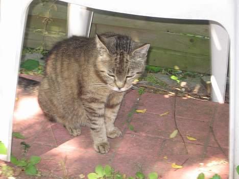 Huskat Snøfte *Død* billede 11