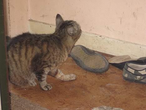 Huskat Snøfte *Død* billede 12