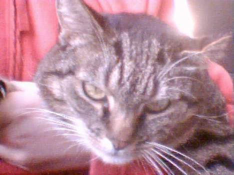 Huskat Max / maxi billede 1