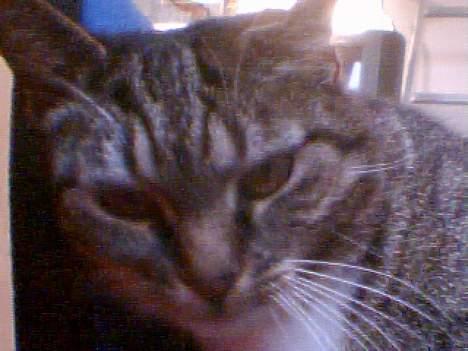 Huskat Max / maxi billede 2