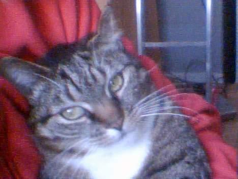 Huskat Max / maxi billede 3