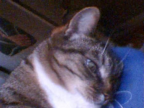 Huskat Max / maxi billede 4