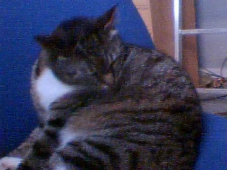 Huskat Max / maxi billede 5