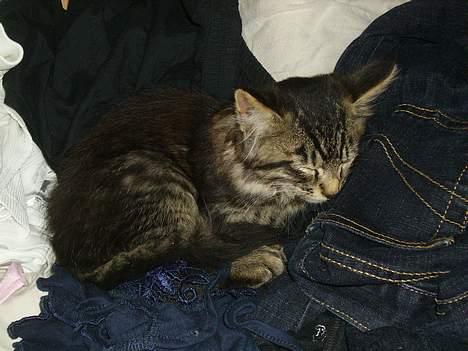 Norsk Skovkat Nero - Her er jeg 10 uger gammel. Min familie havde lige hentet mig hjem og nej, hvor bliver man altså træt af det. Så jeg faldte i søvn midt i en bunke vasketøj. billede 1