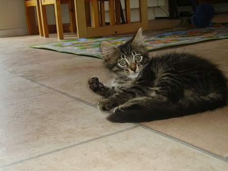 Norsk Skovkat Nero - Her er jeg også 10 uger. Jeg ligger lige og leger med familiens ældste datter, da mellemste datter overrasker mig med kameraet. billede 2