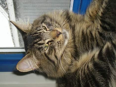 Norsk Skovkat Nero - Her er jeg ca. 20 uger. Jeg ligger i vinduet og holder øje med alt der rør sig udendøres.  billede 3