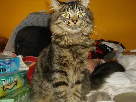 Norsk Skovkat Nero - Her er jeg ca. 23 uger gammel. Jeg sidder og holder nysgerrigt øje med hvad der sker rundt omkring mig. billede 4