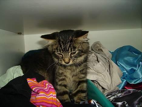 Norsk Skovkat Nero - Her jeg omkring 15 uger gammel og er gået på opdagelse i et af husets tøjskabe. billede 5