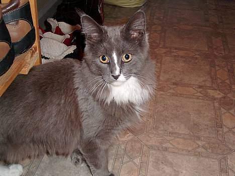 Maine Coon Pjuske billede 9