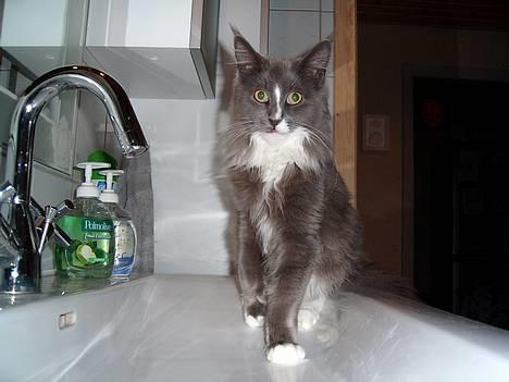 Maine Coon Pjuske billede 10