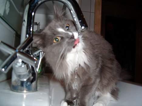 Maine Coon Pjuske billede 11