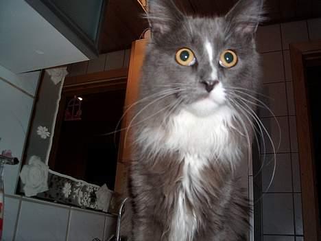 Maine Coon Pjuske billede 12