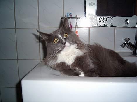 Maine Coon Pjuske billede 13