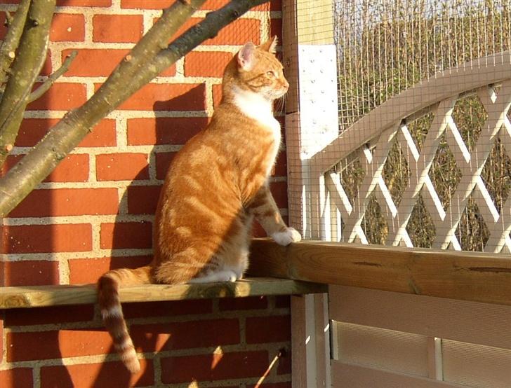 Huskat Victor - 07.03.22 - nyder solen i løbegården. Billederne fra marts-maj er indsat den 28. maj. billede 1