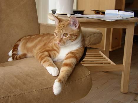 Huskat Victor - 07.02.09: Slænger mig i den gode stol billede 2