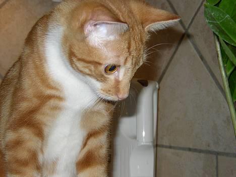 Huskat Victor - 07.02.09 billede 3