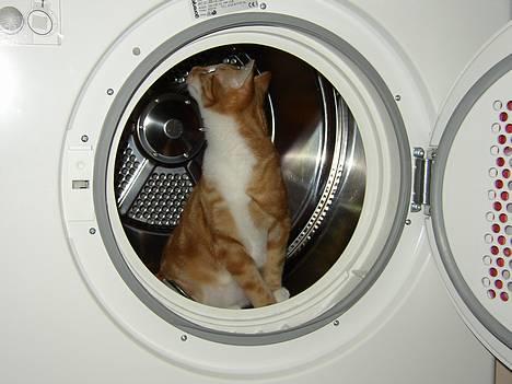 Huskat Victor - 07.01.25: Her har jeg aldrig været før, spændende... billede 4