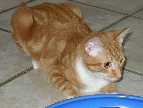 Huskat Victor - 07.02.06 billede 5