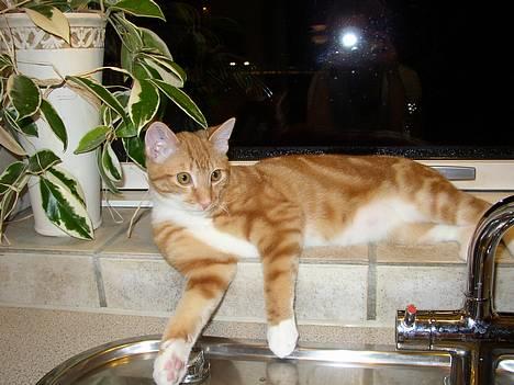 Huskat Victor - 07.01.25: Min yndlingsplads billede 6