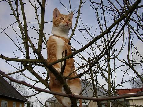 Huskat Victor - 07.01.13: Mor er jeg lige så højt oppe som ham Fnug, vi så på tv? Nej, lille skat du er kun 2 m oppe - Wauh... det er sejt alligevel... billede 7