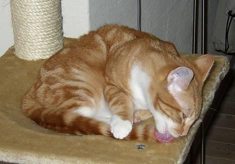 Huskat Victor - 07.01.25: Rengøring - og jeg er helt nede i detaljen -:) billede 8