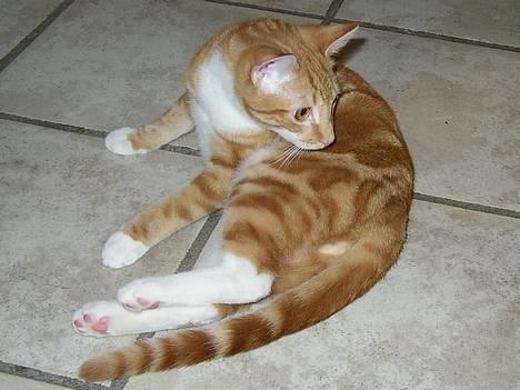 Huskat Victor - 07.02.06: Hygger i køkkenet billede 9