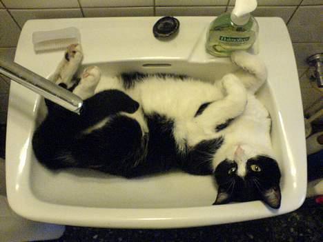 Huskat Nemo billede 11