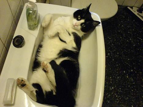 Huskat Nemo billede 12