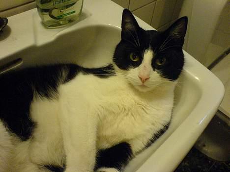 Huskat Nemo billede 13