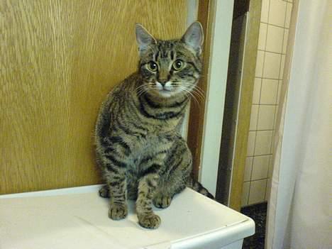 Huskat Sille billede 10