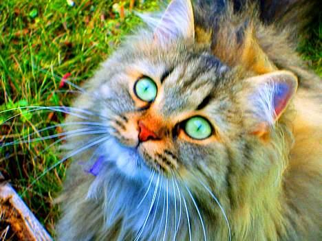 Blanding af racer MilleMis billede 1