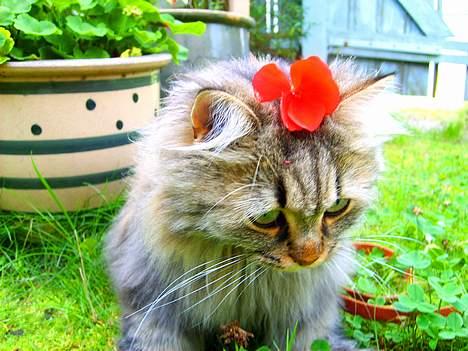 Blanding af racer MilleMis billede 2