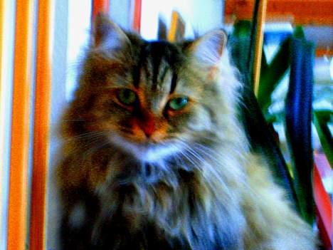 Blanding af racer MilleMis billede 3