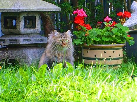 Blanding af racer MilleMis billede 4