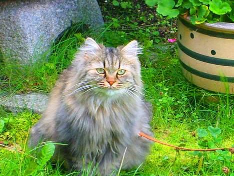 Blanding af racer MilleMis billede 5