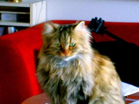 Blanding af racer MilleMis billede 6