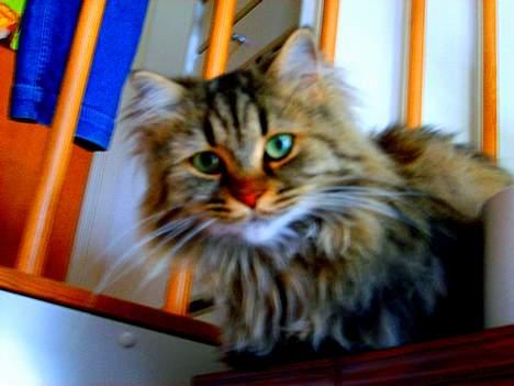 Blanding af racer MilleMis billede 7