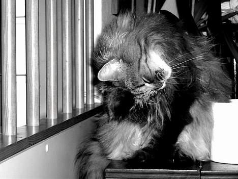 Blanding af racer MilleMis billede 8