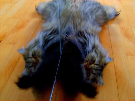 Blanding af racer MilleMis billede 9